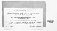 Image of Ochrolechia androgyna